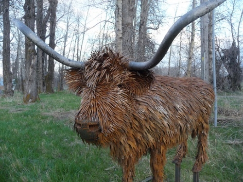 Metal sculpture of a Scottish Highland bull by Jim Dolan